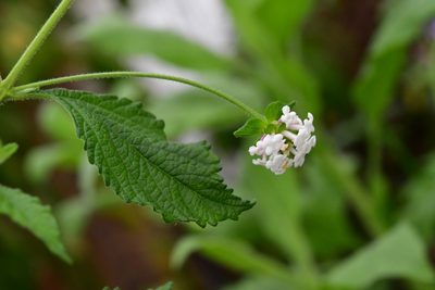 Lantana hirta, photographed by Neptalí Ramírez Marcial