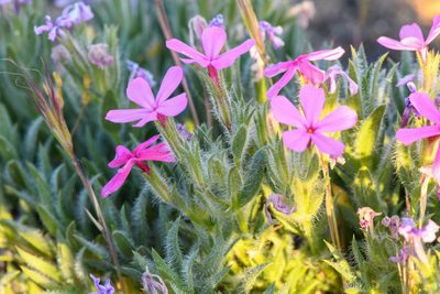 Phlox hirsuta, photographed by Trevor Van Loon