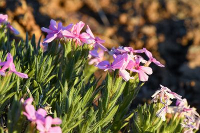 Phlox hirsuta, photographed by Trevor Van Loon