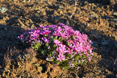 Phlox hirsuta, photographed by Trevor Van Loon