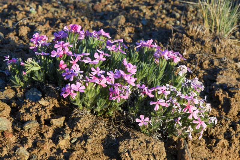 Phlox hirsuta, photographed by Trevor Van Loon