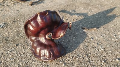 Enterolobium cyclocarpum, photographed by Juan Rafael Rodríguez Razgado