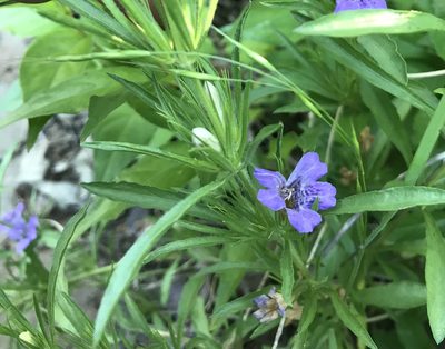 Dyschoriste linearis, photographed by Cliff Tyllick