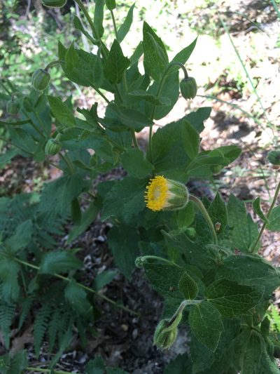 Arnica venosa, photographed by Justin Felder