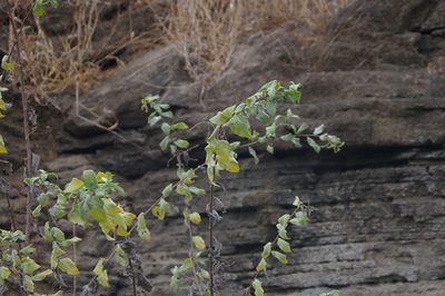 Myriopus psilostachya, photographed by Don Johnston