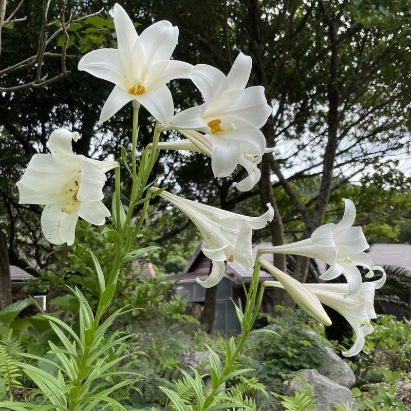 Lilium longiflorum, photographed by Takaaki Hattori