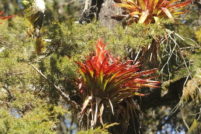 Tillandsia imperialis, photographed by Juan Cruzado Cortés