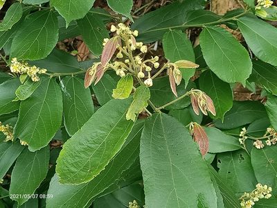Microcos paniculata, photographed by Ong Jyh Seng