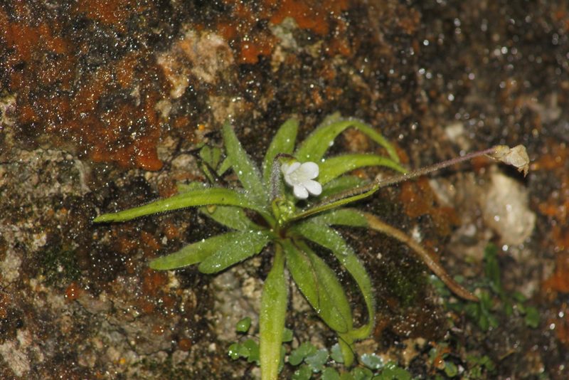 Pinguicula robertiana, photographed by Juan Cruzado Cortés
