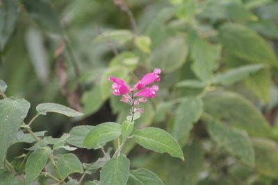 Salvia involucrata, photographed by Juan Cruzado Cortés