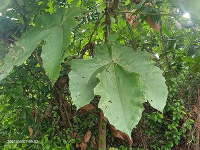 Macaranga gigantea, photographed by Ong Jyh Seng