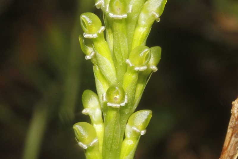 Prescottia stachyodes, photographed by Juan Cruzado Cortés