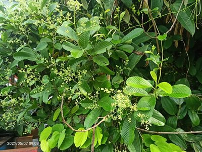 Tetracera nordtiana, photographed by Ong Jyh Seng