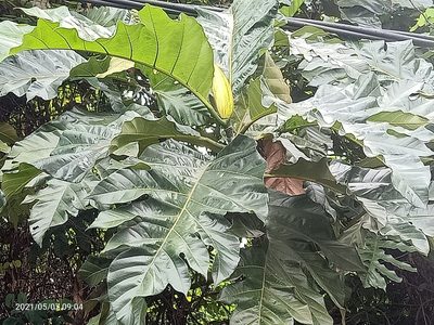 Artocarpus elasticus, photographed by Ong Jyh Seng