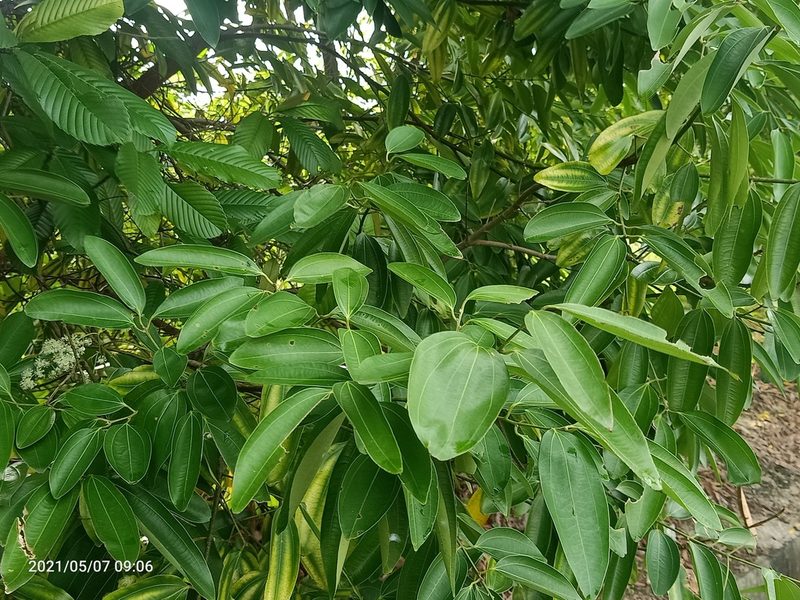 Cinnamomum verum, photographed by Ong Jyh Seng