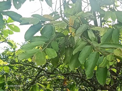 Microcos paniculata, photographed by Ong Jyh Seng