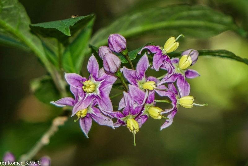 Solanum ivohibe, photographed by Romer N. Rabarijaona