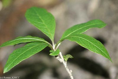 Solanum ivohibe, photographed by Romer N. Rabarijaona