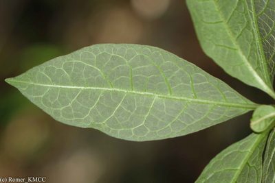 Solanum ivohibe, photographed by Romer N. Rabarijaona