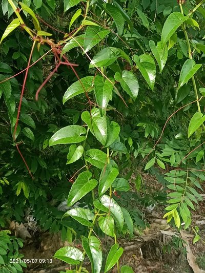 Cissus hastata, photographed by Ong Jyh Seng