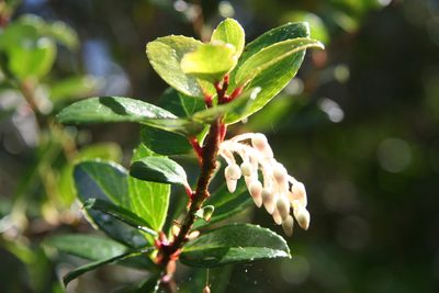 Gaultheria insana, photographed by Heidi Meudt
