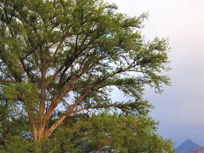 Taxodium mucronatum, photographed by Adriana Nelly Correa Sandoval