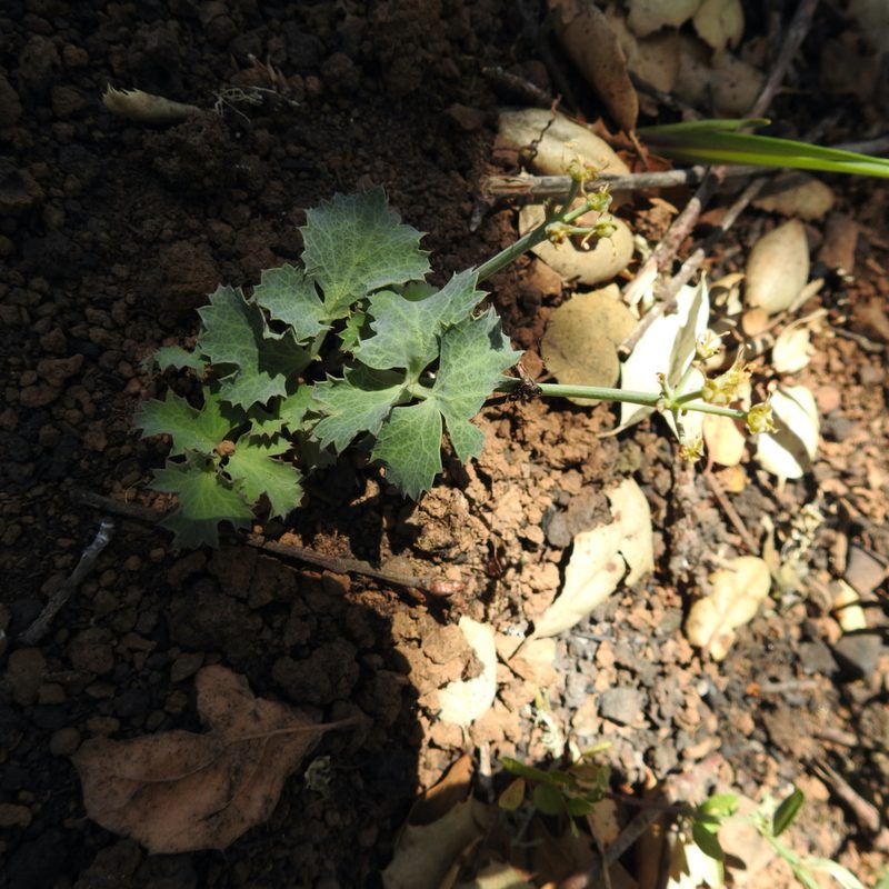 Lomatium repostum, photographed by Daniel Levitis