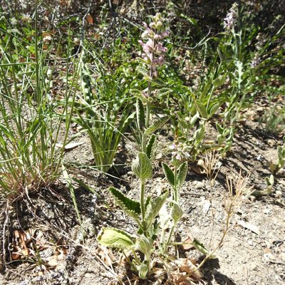 Stachys rigida, photographed by Daniel Levitis