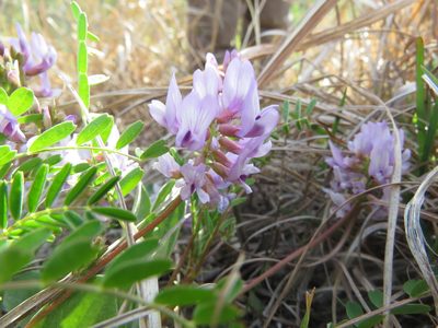 Astragalus distortus, photographed by Paul Roots