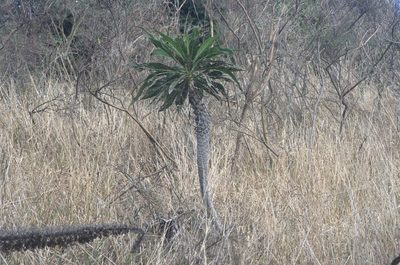 Echium pininana, photographed by Jon Sullivan