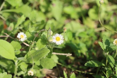 Erigeron procumbens, photographed by Rich Sommer