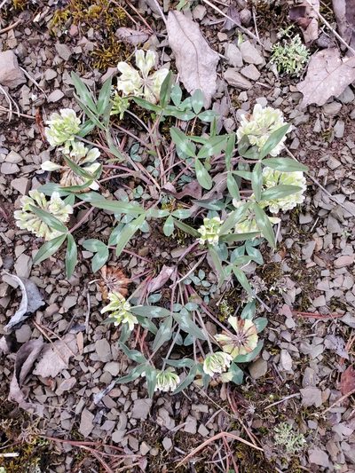 Trifolium virginicum, photographed by Tom Field