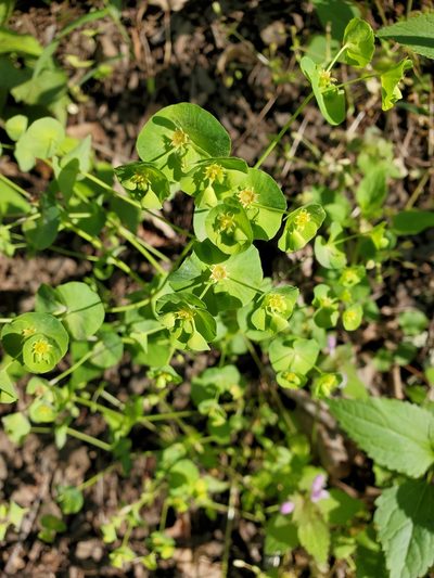 Euphorbia commutata, photographed by Tom Field