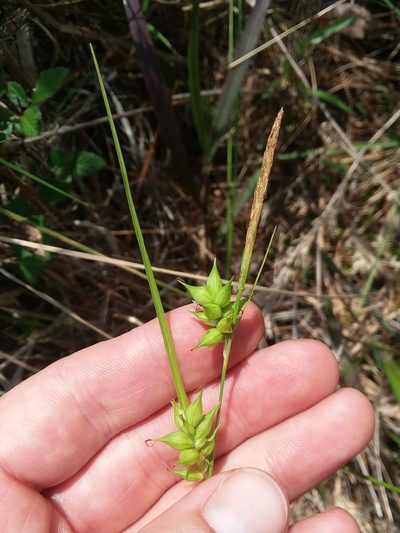 Carex turgescens, photographed by Will McFarland