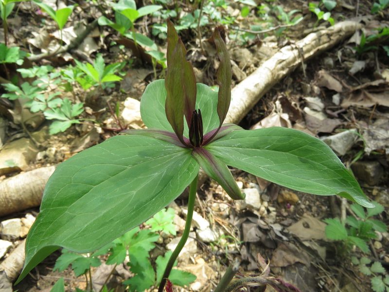 Trillium viride, photographed by Paul Roots