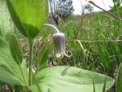 Clematis fremontii, photographed by Paul Roots
