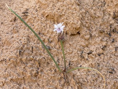 Allium macropetalum, photographed by Robbie Hannawacker