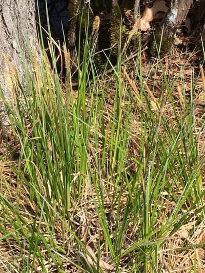 Carex barrattii, photographed by Matthew Sirotkin