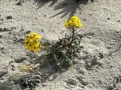 Erysimum menziesii, photographed by Henrik Kibak