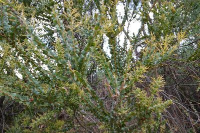 Acacia pravissima, photographed by Jon Sullivan