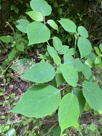Hydrangea radiata, photographed by Alan Weakley