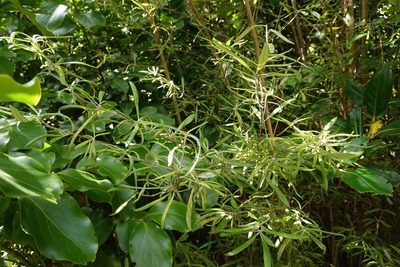 Olearia lineata, photographed by Jon Sullivan
