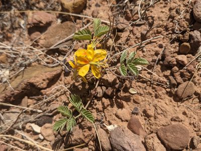 Hoffmannseggia repens, photographed by Dominic Gentilcore