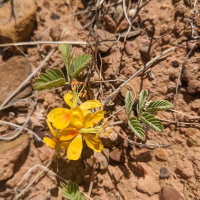 Hoffmannseggia repens, photographed by Dominic Gentilcore