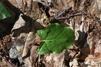 Arum orientale, photographed by Марина Садыкова