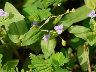 Murdannia spirata, photographed by Dinesh Valke