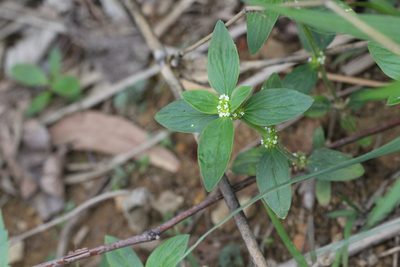 Mitracarpus hirtus, photographed by Agnes Trekker