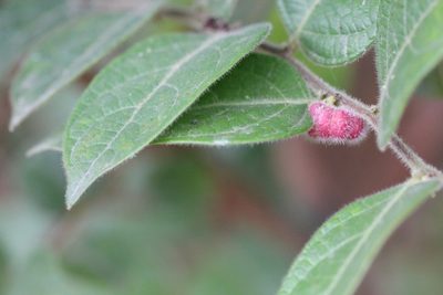 Glochidion eriocarpum, photographed by Agnes Trekker