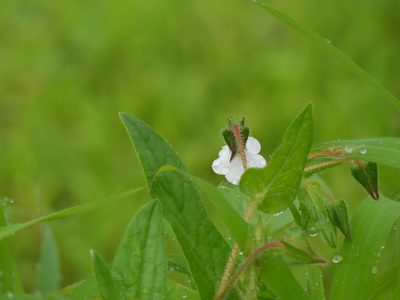 Trichodesma inaequale, photographed by Dinesh Valke