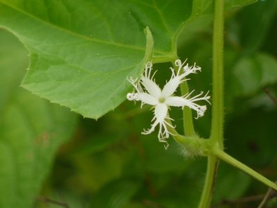 Trichosanthes cucumerina, photographed by Dinesh Valke